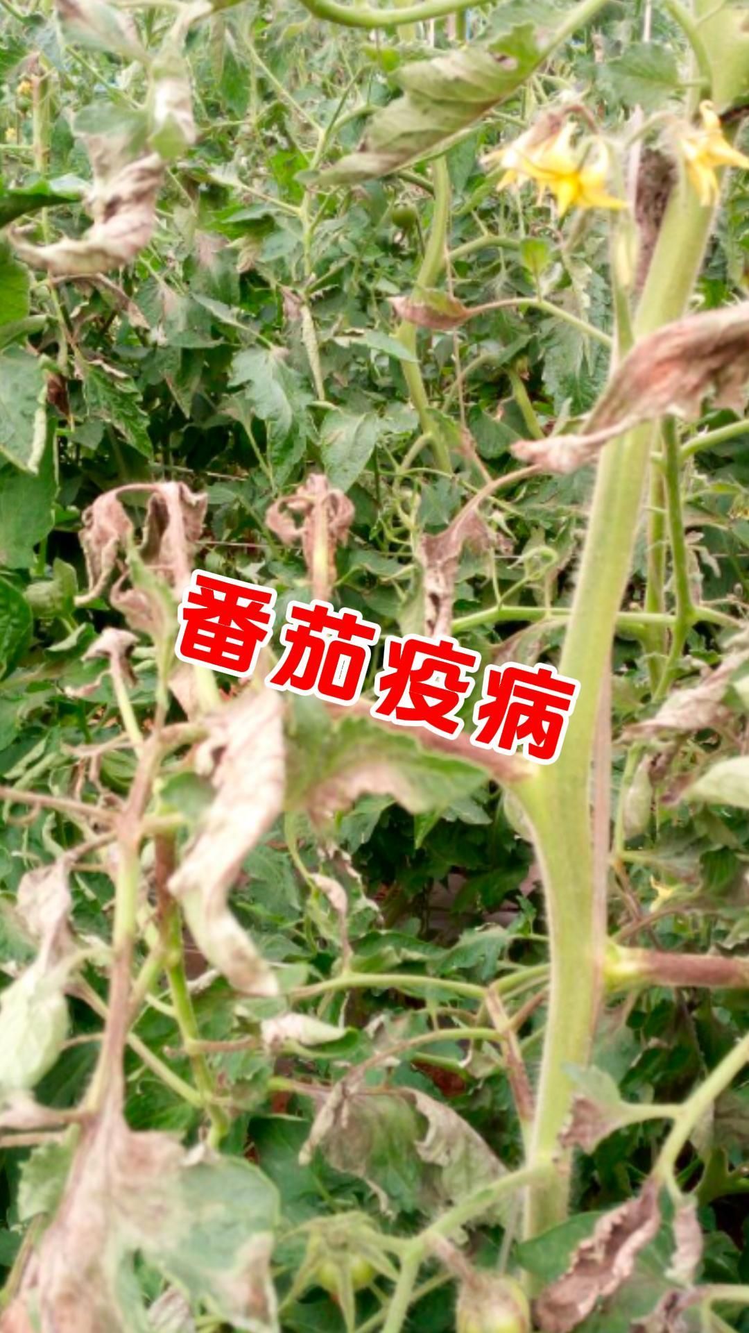 https://static.ixuenong.com/pxn/uploads/prod/thirdfile/2025/05/55e36cd2d2c9f48de2b432b868b875b6.jpg