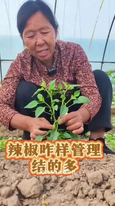 棵型小的第一个辣椒可以去掉#辣椒种植 #蔬菜管理 #蔬菜种植 #种植小技巧 #生菜杨姐