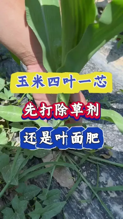 玉米四叶一芯，先打除草剂还是先打叶面肥#玉米 #农业种植 #玉米种植 #三农 #玉米增产