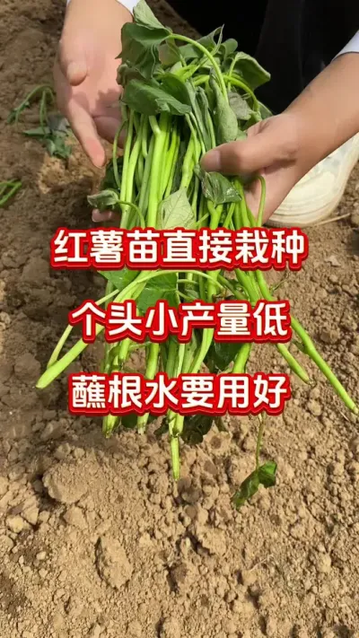 红薯苗买回家直接种就大错大特了#红薯种植 #红薯移栽#红薯蘸根 #红薯高产 #红薯大丰收