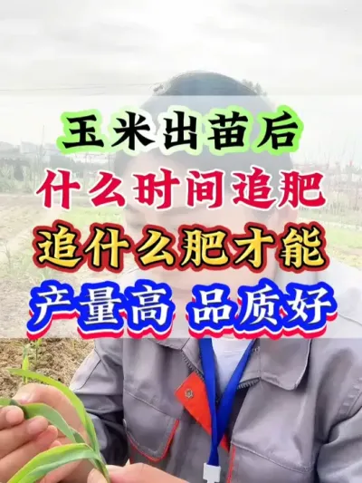 玉米出苗后什么时间追肥？追什么肥才能产量高 品质好 #玉米   #玉米管理   #玉米高产   #玉米种植 #玉米地