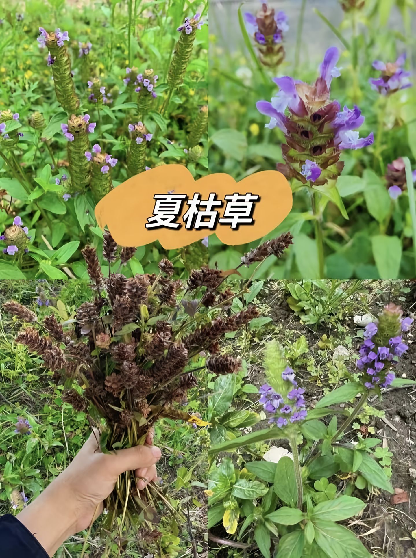 https://static.ixuenong.com/pxn/uploads/prod/thirdfile/2025/05/582102efb070977d09827ea86fd4c72f.jpg