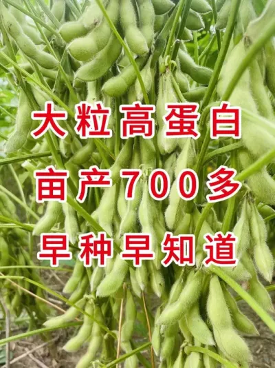 大豆火爆品种，黄淮海地区必种 #支持三农扶持三农发展 #优质农产品 #产量特别高 #大豆种植 #抖音助农