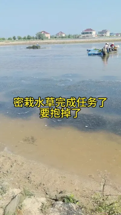 密栽的水草完成任务了 #水产养殖 #河蟹养殖