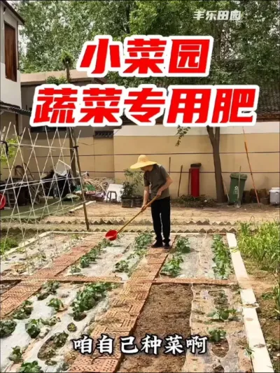 #蔬菜种植 #在家种菜 就用#蔬菜专用肥 #我的小菜园 #家庭种植