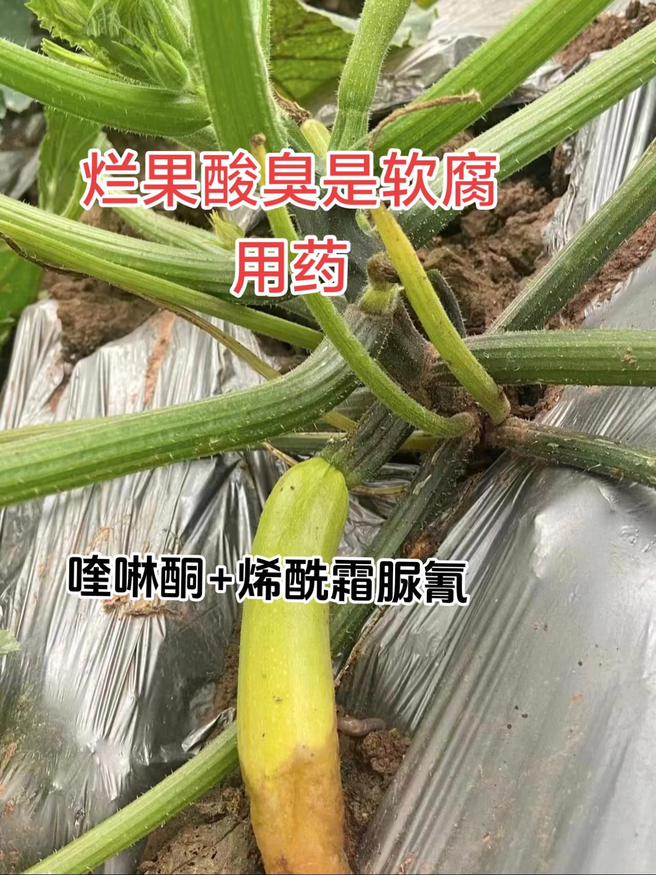 https://static.ixuenong.com/pxn/uploads/prod/thirdfile/2025/05/5cc376bd80d175d62454fdce68e4981d.jpg