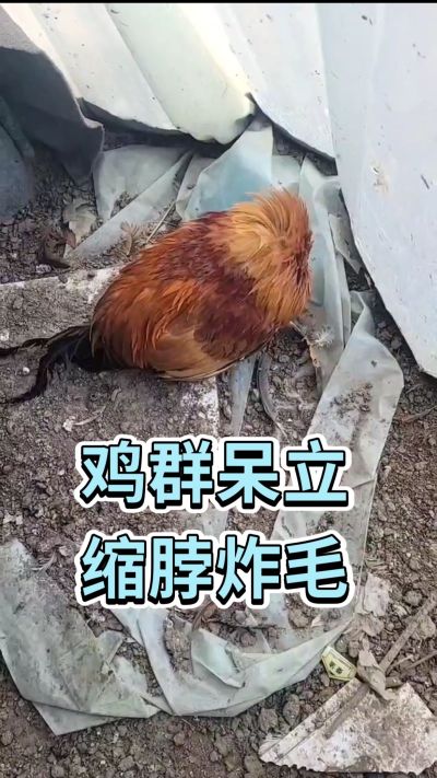 散养鸡常见的炸毛缩脖个头小，越养越瘦，还有的大嗉子吐水，零星挂掉，这个是鸡得了腺肌胃炎，只需要把胃得乐用上3-5天即可轻松搞定，就在视频左下方。#养鸡人 #科学养鸡 #服务三农支持三农 #家禽养殖 #
