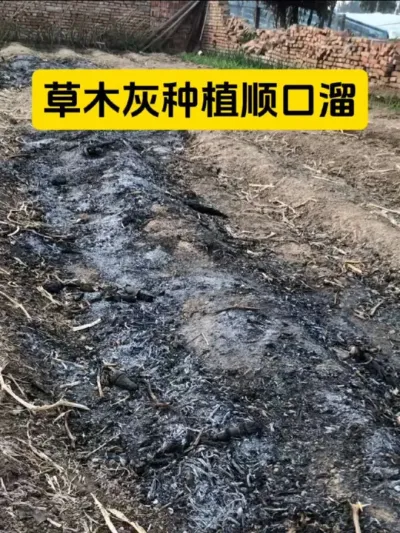 草木灰大用处#三农种植 #农业种植 #新农人计划 ##服务三农 #三农流量扶持计划