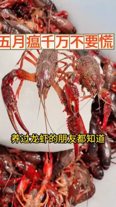 五月瘟用上这个就够了 #三农 #小龙虾 #渔德盛#农业 #2025新农人计划