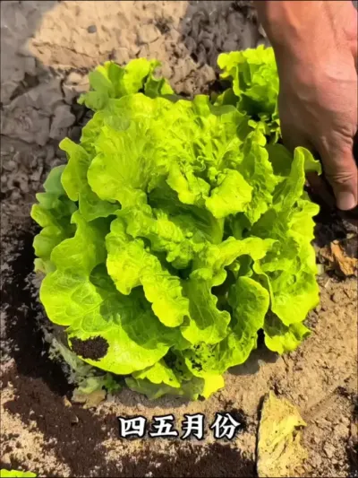 四，五月份是植物的生长发育期，要抓紧黑家里的作物追施一次#羊粪有机肥 蔬菜长的好，口感佳。#发酵纯羊粪 #在家种菜 #种植小技巧 #关注我一起学种菜