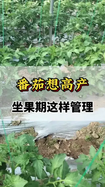 番茄想高产，做果期这样管理#番茄种植 #番茄管理技术 #西红柿种植 #西红柿 #种植技术