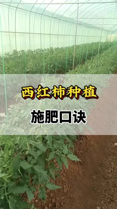 西红柿种植，施肥口诀#分享农业知识帮农民增产增收 #番茄种植方法及管理技术 #服务三农支持三农 #西红柿种植技术 #农业种植技术