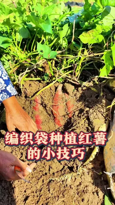 编织袋里种红薯 编织袋里种红薯的方法#红薯种植 #种植小技巧 #生菜杨姐 #三农种植新方案 @DOU+小助手