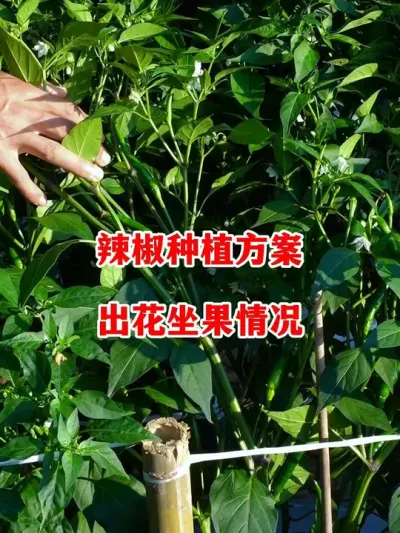 辣椒如何才能更好保花保果#辣椒种植 #辣椒 #小米辣 #线椒 #来抖音学农技