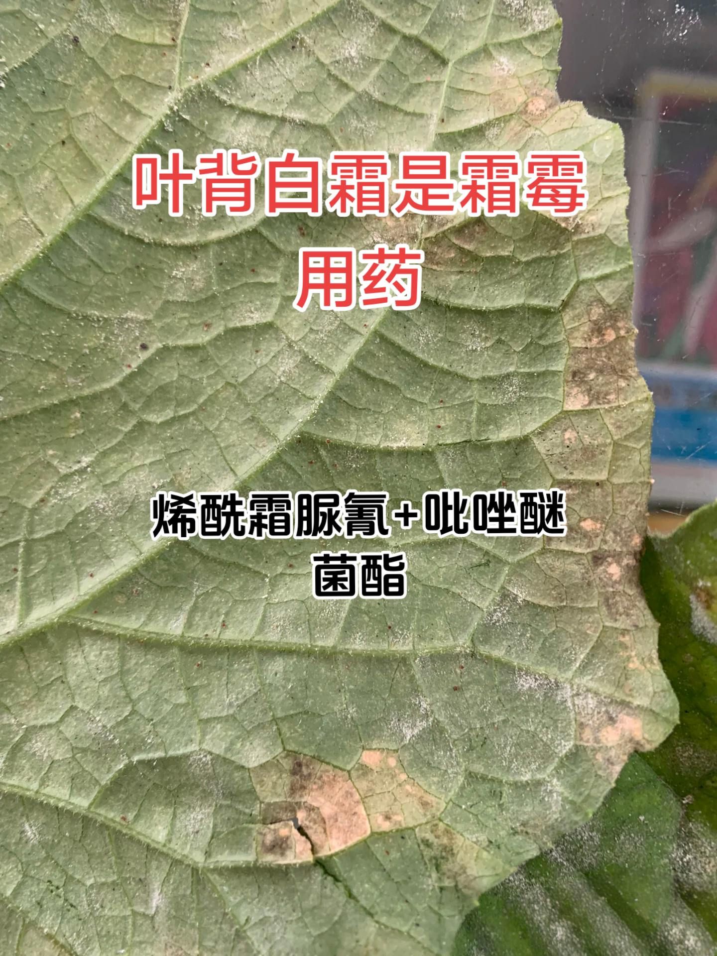 https://static.ixuenong.com/pxn/uploads/prod/thirdfile/2025/05/612da37a7aea0b7e797ccc2a408461e7.jpg