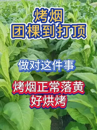 烤烟想要正常落黄好烘烤，团棵到打顶，一定要做好这件事 #烤烟种植技术与管理 #烤烟种植 #烤烟烘烤 #烤烟 #农业种植