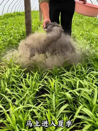 马上进入夏季，温度升高，雨水增多，是病虫害的高爆发期，咱们种菜不想打药，可以试试这个#草木灰 物理防虫#蔬菜种植 #三农 #种菜 #分享农业知识帮农民增产增收