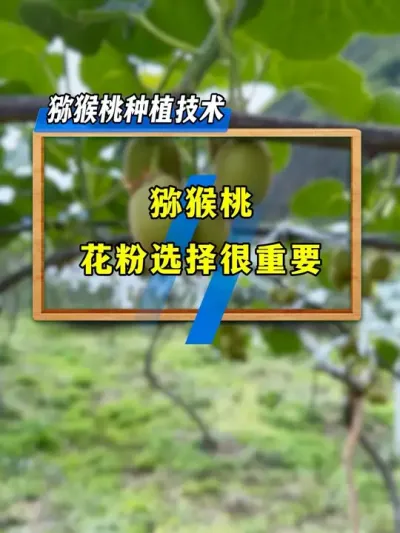 猕猴桃果形差、长不大、心不红的原因，我帮你找到了。#种植小技巧 #农业技术推广 #果树管理 #分享农业知识帮农民增产增收 #猕猴桃种植