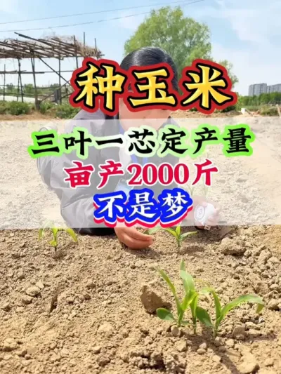 ҶһоĶ2000ﲻ #   #ݪֲ   #׹   #׸߲ #׵