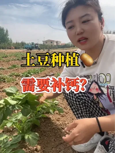 土豆的高产，离不开钙肥的参与@抖音小助手 #土豆🥔 #土豆种植