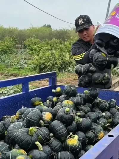 插牙签 让南瓜产量翻一翻 #南瓜 #南瓜种植 #种植小技巧 #每天分享蔬菜种植技巧 #抖音助农