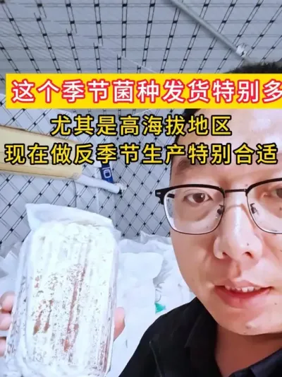 这个季节菌种发货一车接一车，尤其是高海拔地区，现在做反季节生产特别合适#平菇种植 #平菇菌种 #食用菌栽培种 #栽培种