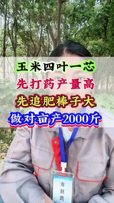 玉米四叶一芯，先打药产量高还是先施肥棒子大，做对亩产2000斤#玉米#玉米管理#玉米种植#玉米高产#玉米地