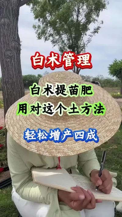 白术种植 白术提苗肥用对这个土方法轻松增产四成 #白术种植 #白术管理 #白术高产