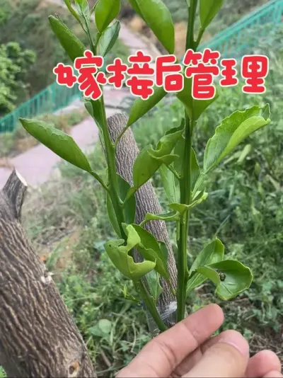 �޽Ӻ����#�޽� #����ݪֲ #�޽����� #��ũ������2025 #������ũ