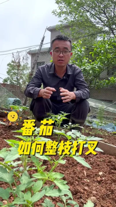 番茄如何整枝打叉？注意事项有哪些？#种植小技巧 #学种菜#我爱种菜#我的小菜园#农人阮方兵