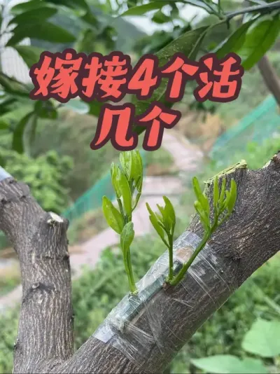 ޽ô#޽ #ũ2025 #޽ #ũ#޽