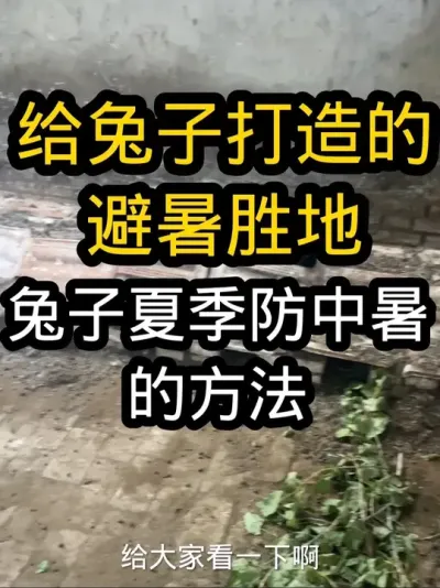 夏季预防兔子中暑方法 #养兔三分靠管理七分靠技术 #养兔技术 #养兔技术经验分享 #关注教你养兔#兔子中暑