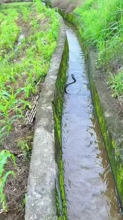 看清晰了，水沟里的不是水管，竟然是游泳的眼镜蛇，溜的真快 #蛇的种类大全 #过山峰蛇 #菜花原矛头蛇 #蛇类科普 #万物皆可种草