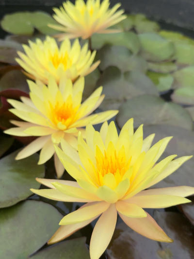 'Pinwaree' ˮ��#˯��[����]# #����˯��[����]# #԰��[����]# #����һ��[����]# #����[����]# #�������ĵ��ʻ�[����]# #Ī��˯��[����]# #������ֲ[����]# #԰