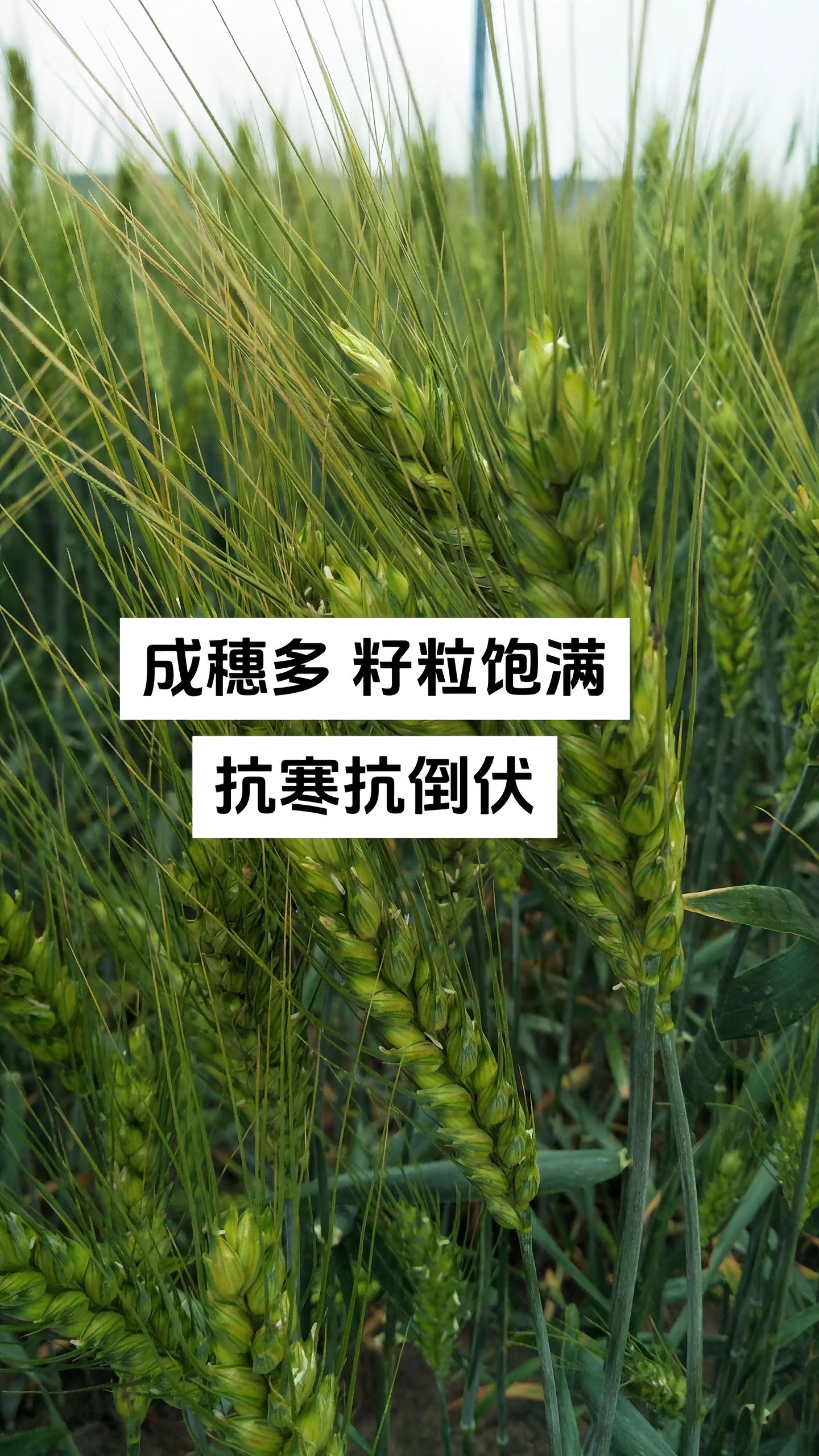 https://static.ixuenong.com/pxn/uploads/prod/thirdfile/2025/05/681c7a20986f214876adf897e47b0a2e.jpg