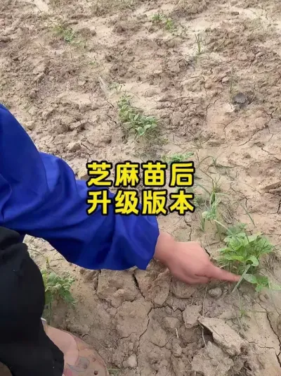 芝麻苗后怎样处置惩罚 #芝麻 #芝麻莳植 #农民种地禁止易