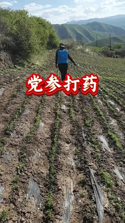 党参种植 党参打药 #党参种植 #党参管理 #党参高产