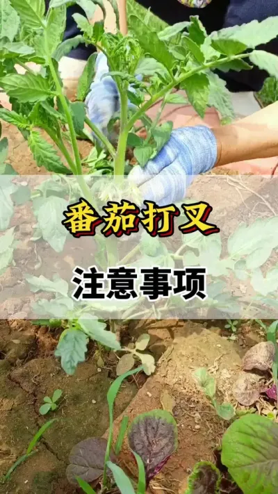 番茄大叉注意事项 #分享农业知识帮农民增产增收 #番茄打杈#服务三农支持三农 #番茄种植方法及管理技术 #番茄高产