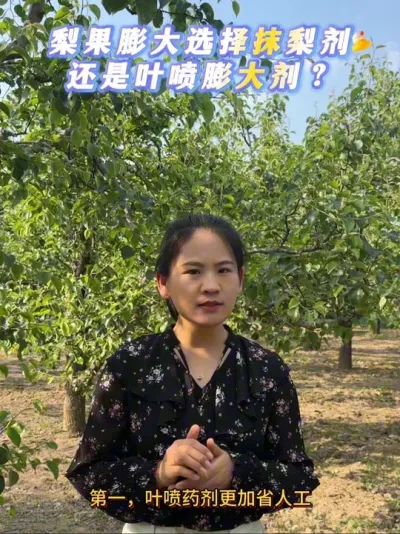 抹梨剂好还是叶喷膨大剂好？你觉得呢？#来抖音学农技 #果树管理 #梨树 #膨大剂#打药