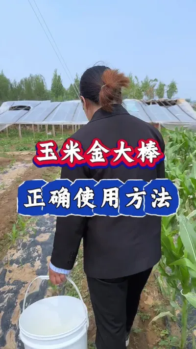 玉米金大棒使用方法#玉米  #玉米种植 #玉米高产管理 #玉米高产 #玉米金大棒