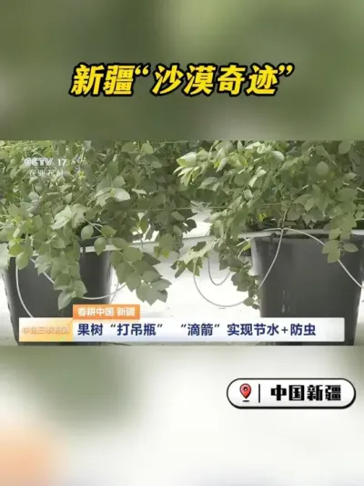 ɳĮ�ﳤ����ݮ������ڿƼ����½��ɺ�֮�عϹ�Ʈ�㣡#�ǻ۽���  #��ݮ����  #���������ɳĮ #��ά���� #�ִ�ũҵ