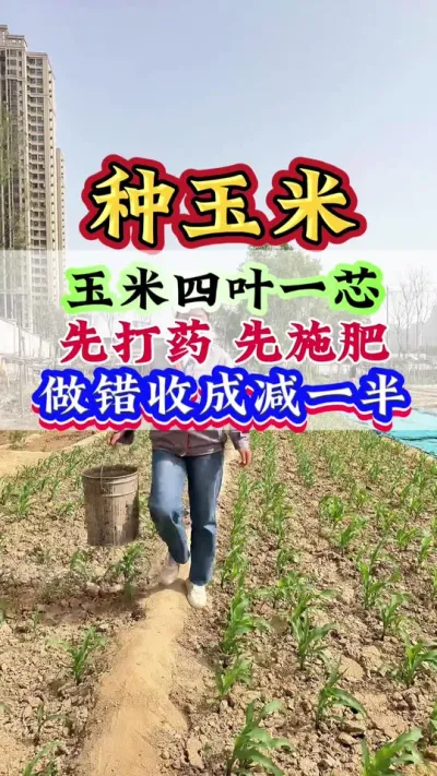 玉米四叶一芯，先打药先施肥？做错收成减一半 #玉米 #玉米管理 #玉米高产 #玉米种植#玉米地