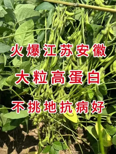 火爆江苏安徽，大粒好卖粮 #优质农产品 #三农 #三农流量扶持计划 #大豆种植 #抖音助农