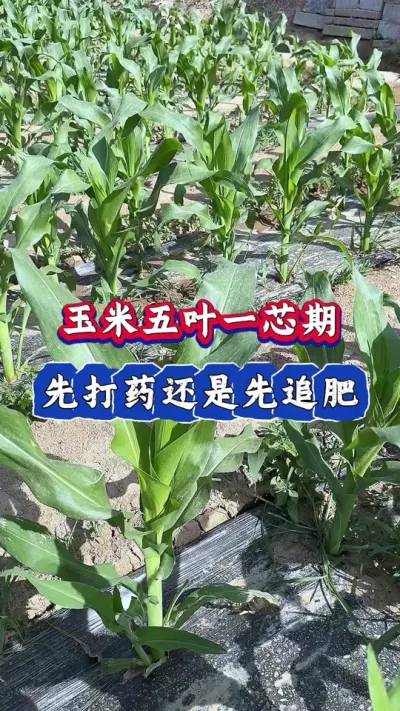 玉米五叶一芯，先追肥还是先打药#玉米 #农业种植 #玉米种植 #三农 #玉米增产