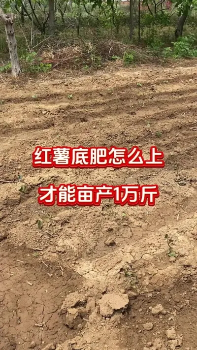 红薯底肥怎么上才能亩产过万斤#红薯种植#红薯底肥#红薯管理#红薯高产#红薯大丰收