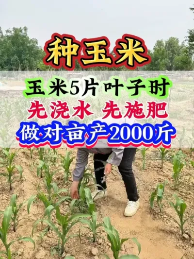 5ƬҶʱȽˮ ʩĶ2000 #   #׹   #ݪֲ   #׸߲  #׵
