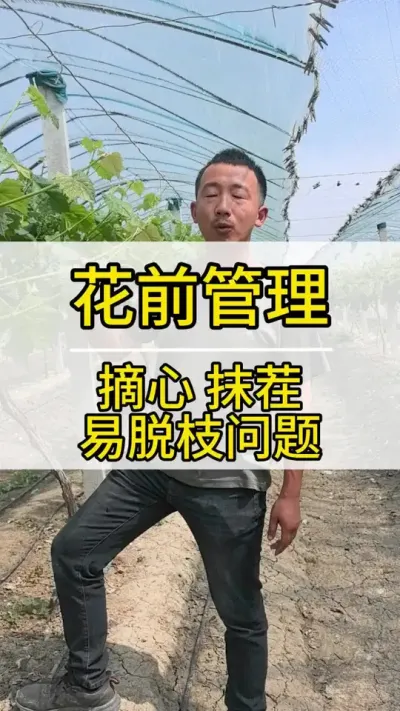 ��ǰ���� ��ͷ Ĩ�� ��֦��֦����  #����ݪֲ���� #��ũ������2022 #����õ������ #������ũ #��ũ