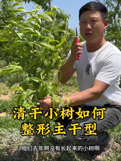 #新农人计划 #果园管理 #抖音助农扶农 #主干型 #乡村致富带头人 @抖音小助手 @抖音热点 @抖音创作者中心