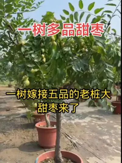 һ޽ӶƷóֺÿ#ũҵֲ #˶ #һƷ @DOU+С @С