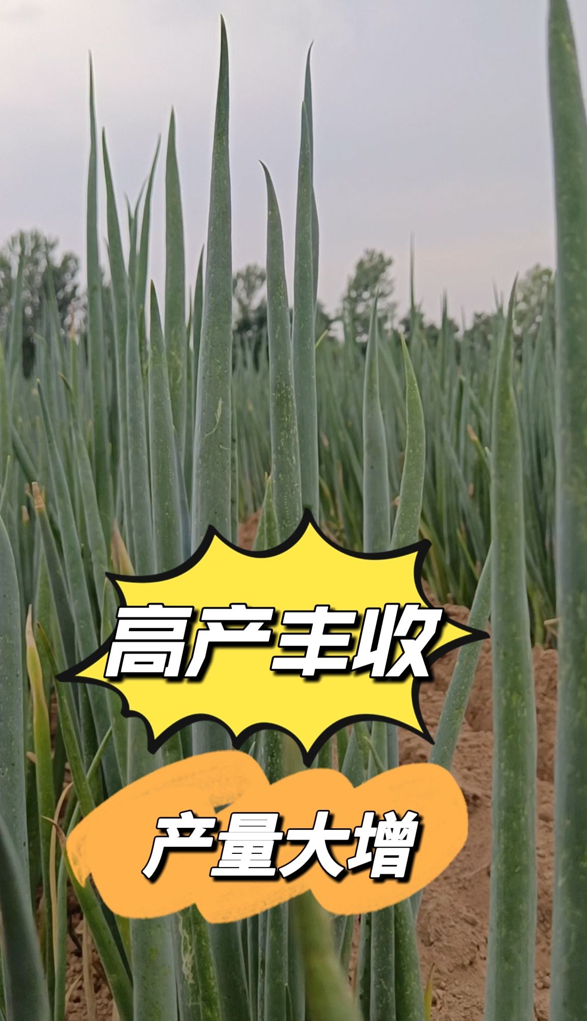 https://static.ixuenong.com/pxn/uploads/prod/thirdfile/2025/05/77a43ac78a745ad58d8b66d640e06f7c.jpg